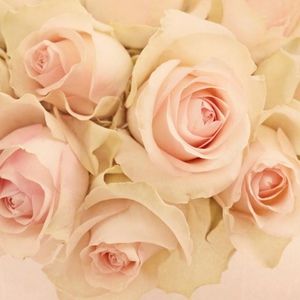 Meet your Posher, Love